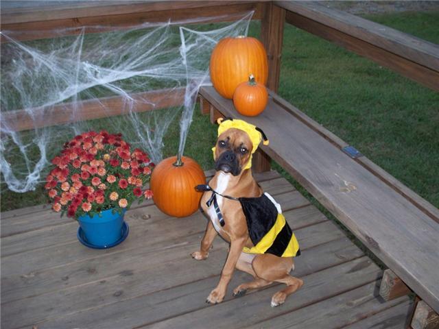 Kalypso ay Halloween