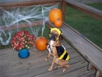 Kalypso ay Halloween