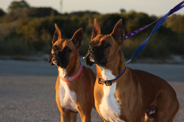Stephanie's babies..Daisy and Duke