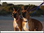Stephanie's babies..Daisy and Duke