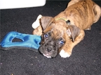 Diablo in his new home in R.I.