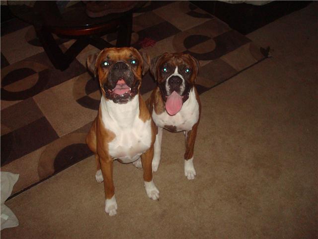 Bentley and Nadia at 1 year old