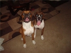 Bentley and Nadia at 1 year old
