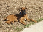 Diesel at 4 months