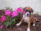 Zoey at 12 weeks