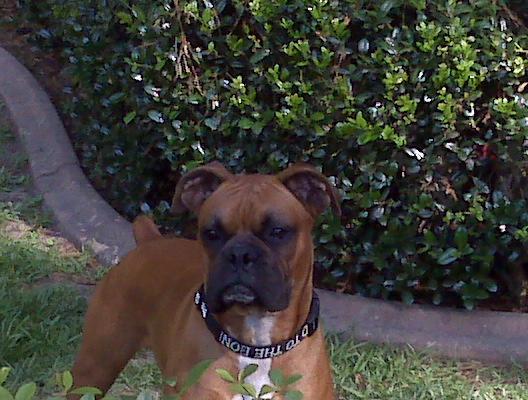Sir Max Bentley at 2 years old