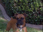 Sir Max Bentley at 2 years old