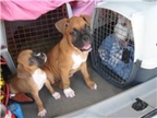 Tyson & Bella