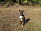 Zeus at 6 months
