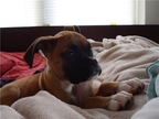 Tessa...spoiled girl in her new home in Mass...