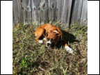 Buster @ 3 months