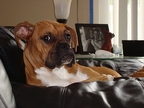 Icon at 8 months