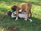 Bentley and Nadia