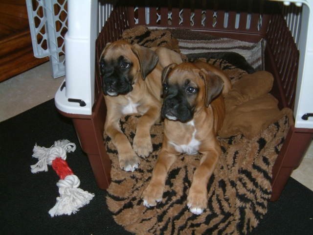 Jasmine and Ginger