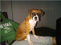 Rocco