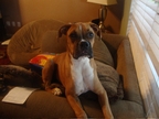 Dexter at 6 months