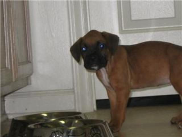Ivy's 1st day at her new home with Toby