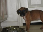 Ivy's 1st day at her new home with Toby