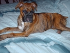 Savannah at 6 months
