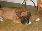 Damien taken at 9 weeks