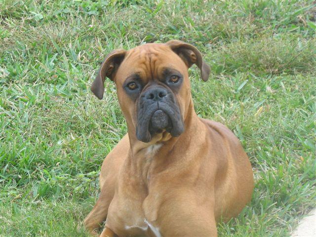 Diesel at 1 yr.