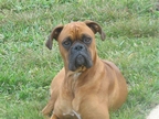 Diesel at 1 yr.