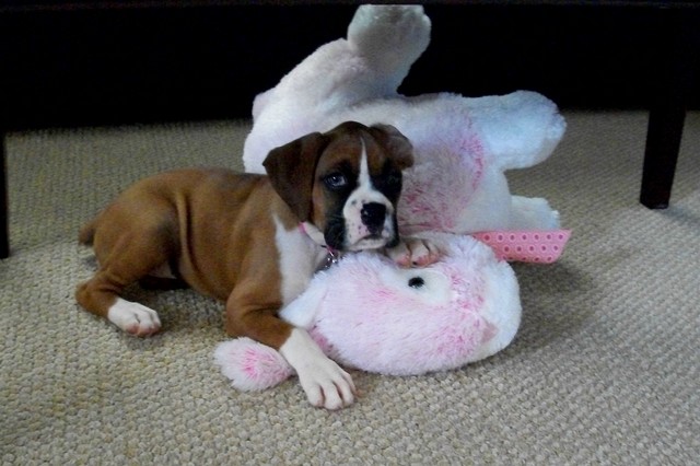 Zia &amp; Bunny at 7 weeks