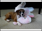 Zia & Bunny at 7 weeks