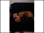 1 yr old Shelby