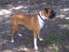 Niko at 1 year