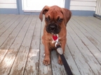 Shelby in her new home in Rhode Island