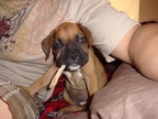 Rocky in his new home in California