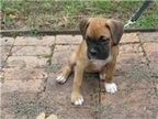 Savannah