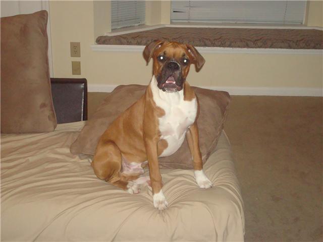 Bentley at 6 months