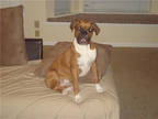 Bentley at 6 months
