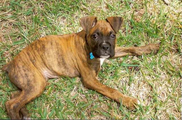 Buster