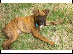 Buster